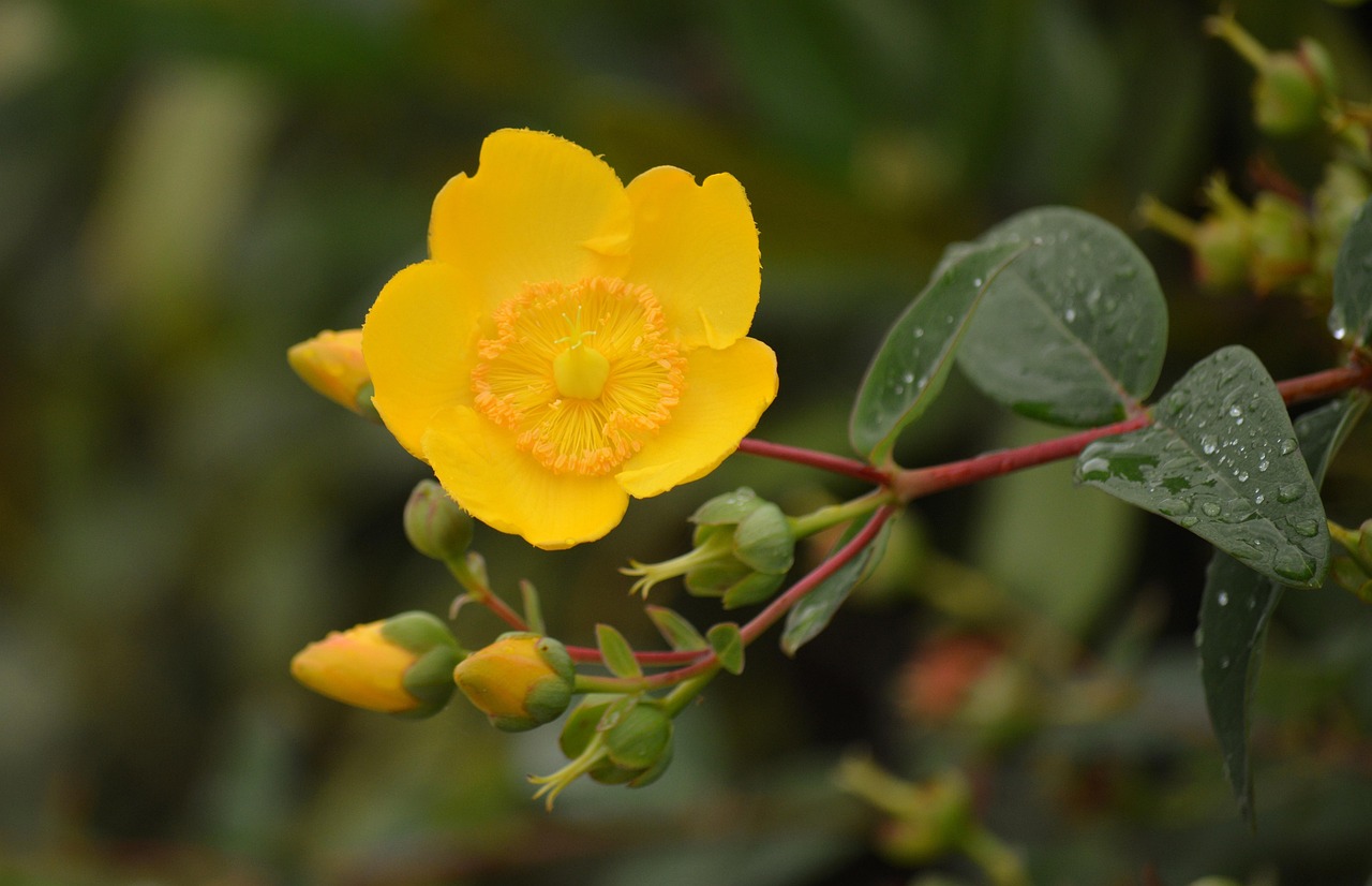 découvrez le millepertuis, une plante aux multiples bienfaits, reconnue pour ses propriétés naturelles dans la gestion de l'humeur et le soutien émotionnel. explorez ses usages traditionnels, ses effets et comment l'intégrer dans votre quotidien pour améliorer votre bien-être.