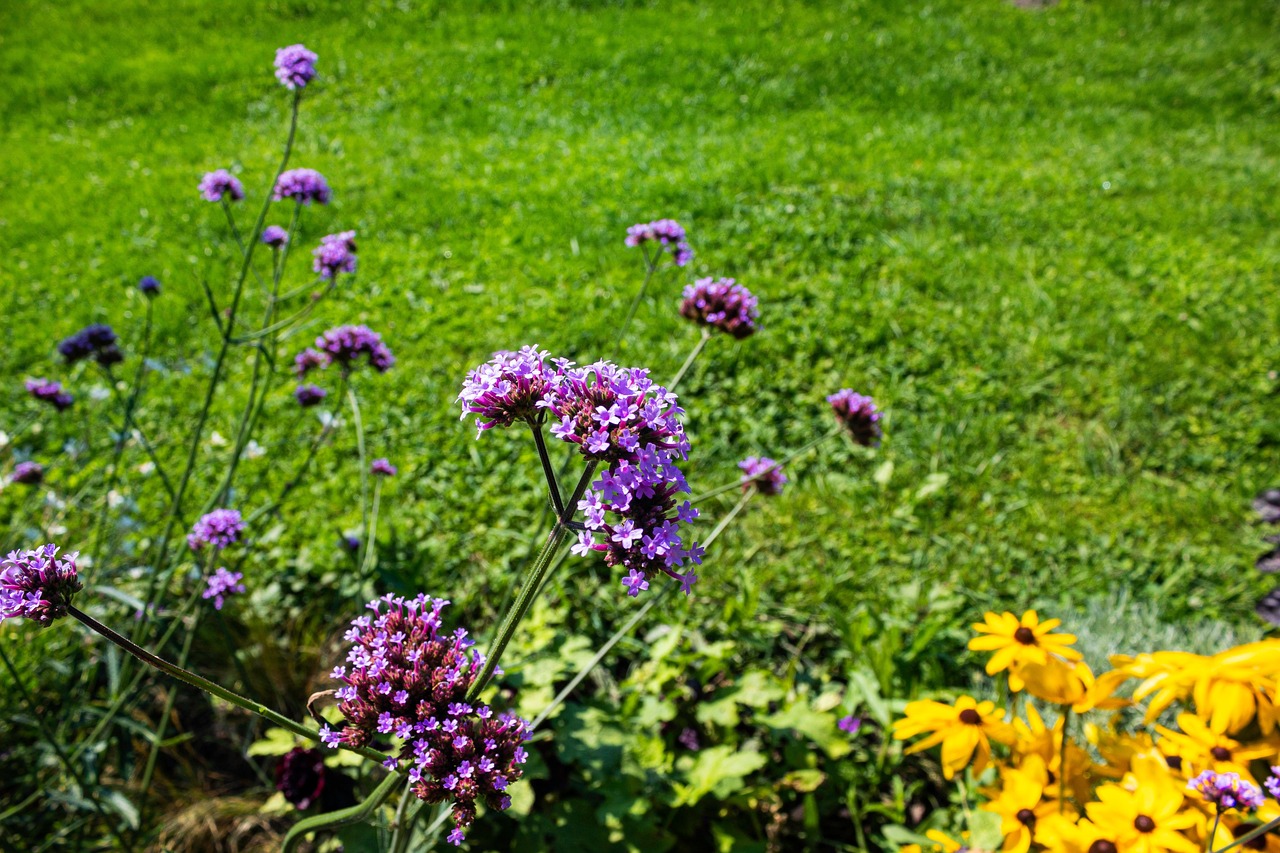 découvrez les bienfaits de la verveine, une plante aux multiples vertus apaisantes et digestives. apprenez à l'utiliser en infusion, en aromathérapie, et explorez ses applications en cosmétique et en cuisine.